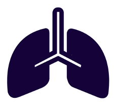 Lungs